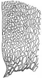 Lembophyllum divulsum. Alar cells. Drawn from B.H. Macmillan 94/180, CHR 509251, W. Martin s.n., Feb. 1944, CHR 457948, and B.A. Fineran 1297, CHR 523728.
 Image: R.C. Wagstaff © 2008 British Bryological Society. Reprinted by permission of Informa UK Limited, trading Taylor & Francis Group, https://www.tandfonline.com on behalf of British Bryological Society. Reprinted by permission of Informa UK Limited, trading Taylor & Francis Group, https://www.tandfonline.com on behalf of British Bryological Society.